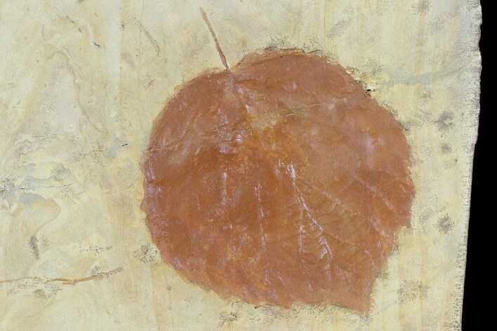 Detailed Fossil Leaf (Davidia) - Glendive, Montana #99429
